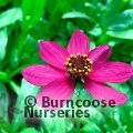 Small image of COSMOS